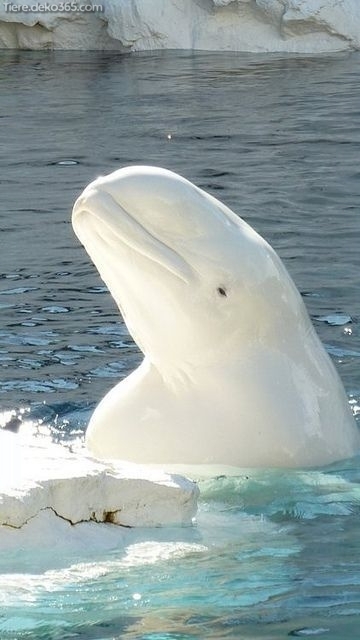 Erstaunliche Weiße Tiere Tiere Deko365