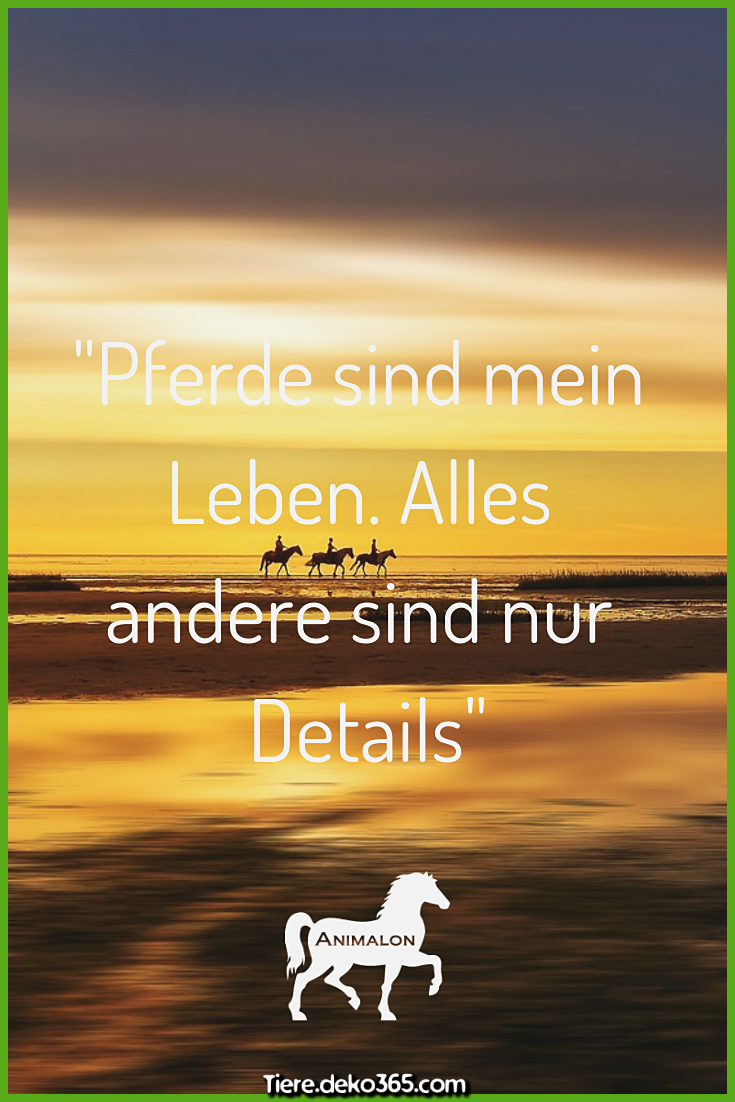 Was sagt ihr zu unser heutigen Quote? 💕 Welche Wichtigkeit haben Pferde in eu...